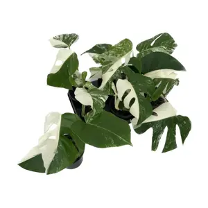 Monstera deliciosa variegata 'Half Moon'